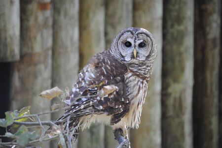 Owl sitting on a tree branch in a wooded settingの写真素材