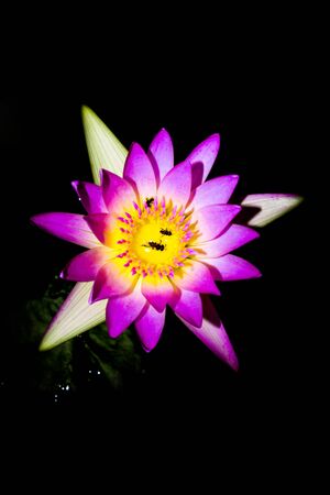 flowerの写真素材