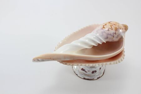 Conch shell set for Thai traditional wedding ceremony on white background.の写真素材
