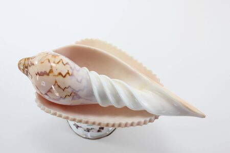 Conch shell set for Thai traditional wedding ceremony on white background.の写真素材
