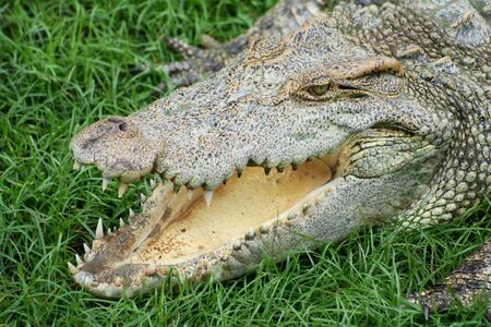 Close up view of freshwater crocodile opened its mouth to control body temperature lying on a green grassの写真素材
