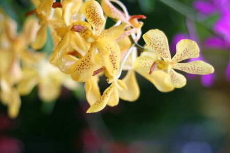 Yellow orchid flowers with soft focus and blurred floral natural background.の写真素材