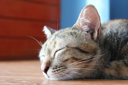 Close up tricolor tabby cat is sleeping.の写真素材