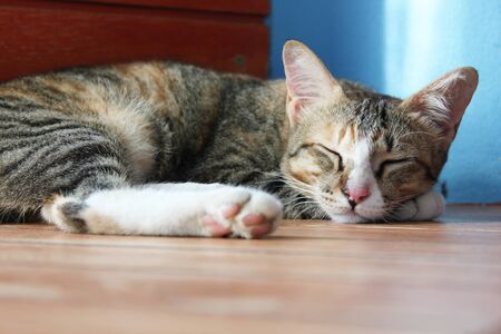 Tricolor tabby cat is sleeping on the floor.の写真素材