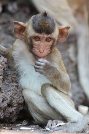 Lonely cute baby monkey sitting and staring forward.の写真素材