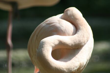 Flamingo is sleeping with its neck twisted hiding its head in sunlight with blurred background.の写真素材