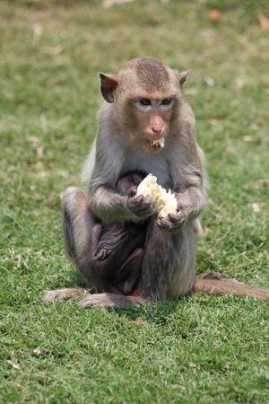 Mother monkey with baby eats fresh fruit and sits on green grass on sunny dayの写真素材