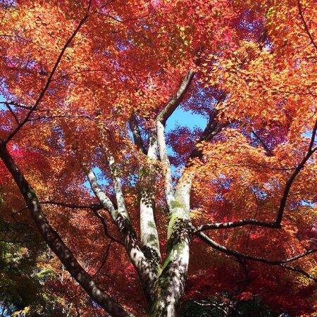 The leaves change color, red autumn leaves from under the maple tree.