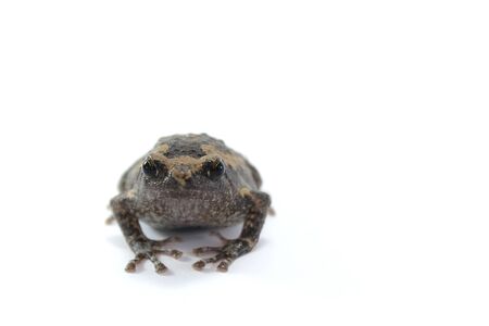 Asian narrowmouth toads, bullfrog isolated on white background