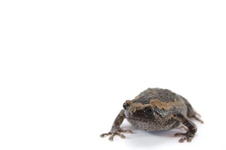 Asian narrowmouth toads, bullfrog isolated on white backgroundの写真素材