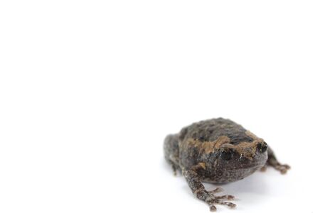 Asian narrowmouth toads, bullfrog isolated on white backgroundの写真素材