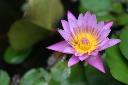 Beautiful purple tropical water-lily, lotus with blurred green leaf backgroundの写真素材