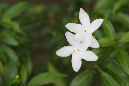 White flower blooming with leaf background in a gardenの写真素材