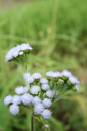 Bouquet of white flowers in a field with soft focus and blurred green grass backgroundの写真素材