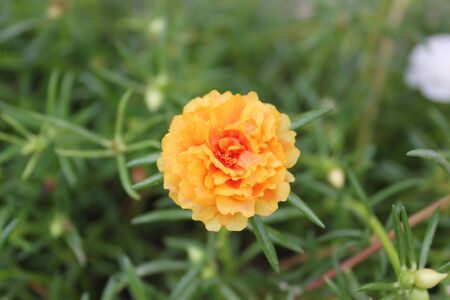 Orange Common Purslane, Verdolaga, Pigweed, Little Hogweed or Pusley in the garden with blurred green leaf backgroundの写真素材