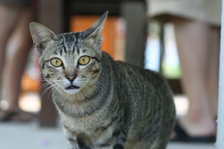Portrait of brown and gray tabby cat with green eyes looking at youの写真素材