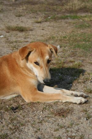 Brown Thai stray dog is lying on a floor in sunlight on a bright dayの写真素材
