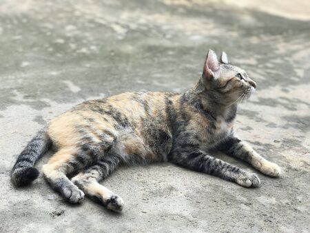 Tricolor tabby cat is laying on the floor and looking at somethingの写真素材