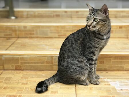 Thai tabby cat is sitting on the floor, pets at homeの写真素材