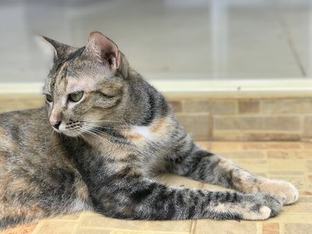 Portrait of tricolor tabby cat is laying on the floorの写真素材