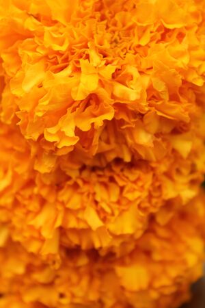 Close up view of bright yellow marigold flower texture with soft focus, tropical flowersの写真素材