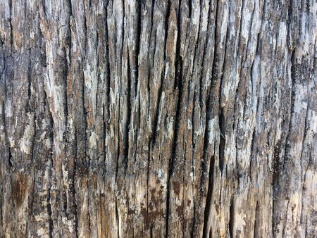 Close-up view of tree bark texture, natural wood backgroundの写真素材