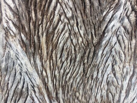 Close-up view of tree bark texture, natural wood backgroundの写真素材