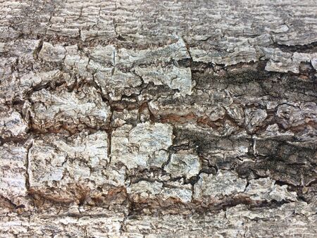 Close-up view of tree bark texture, natural wood backgroundの写真素材