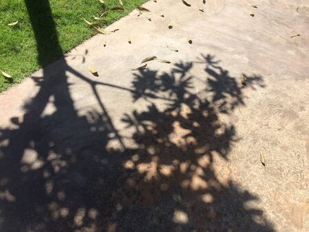 Shade of a tree branches on the groundの写真素材