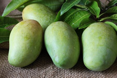Tropical fresh green mangoes and green leaves with drop of water on burlap sackの写真素材