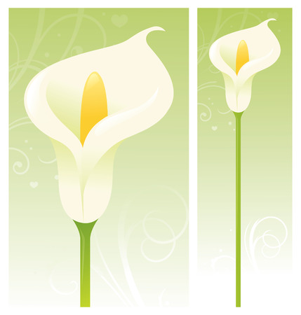 Single Calla Lily.のイラスト素材