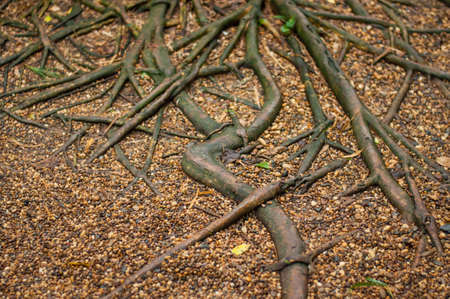 network roots