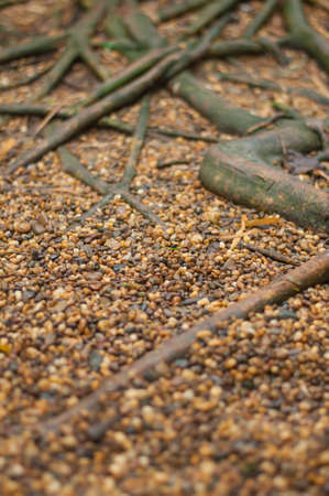 tree rootsの写真素材