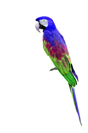 Beatiful Blue and green macaw parrot bird