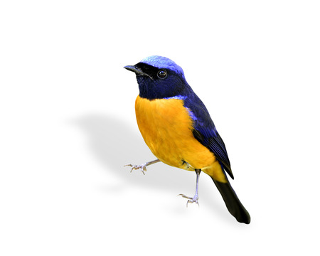 Beautiful bird, male of rufous-bellied niltava, isolated on white background (niltava sundara)の写真素材