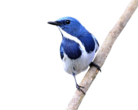 Beautiful Blue Bird, Ultramarine Flycatcher (ficedula superciliaris) perching on the branch isolated on white backgroundの写真素材