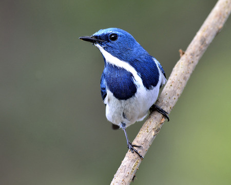 Beautiful Blue Bird, Ultramarine Flycatcher, standing on the branch with lovely look (ficedula superciliaris)の写真素材
