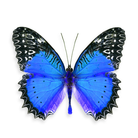 Beautiful Blue Butterfly, Colourful Butterflyの写真素材