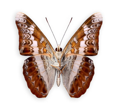 Beautiful Knight Butterfly lower wings profile in natural color isolated on white backgroundの写真素材