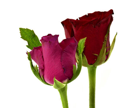 Beautiful of Rose for sweet valentinesの写真素材