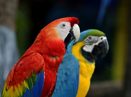 beautiful Scarlet macaw with blue and gold macaw parrot birds sitting together