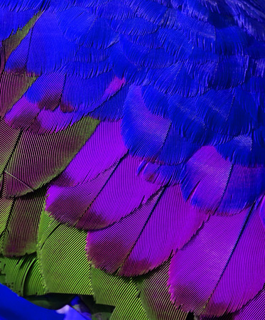 Bird's feathers in very fresh and cool colorの写真素材