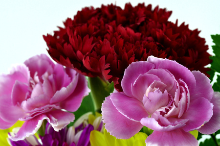 Bouquet of Beautiful Yellow, Red and Pink Carnation Flowers on white floor in sweet valentinesの写真素材