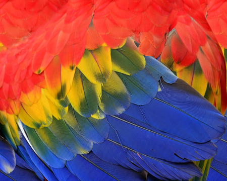 Close up of Scarlet Macaw Feathers in great textureの写真素材