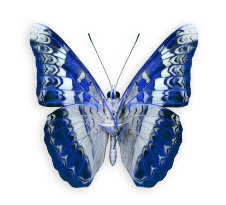 Colorful Blue Butterflyの写真素材