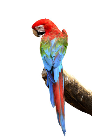 Green-winged Macaw parrot bird isolated on white backgroundの写真素材
