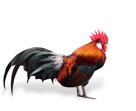 Handsome fighting cock isolated on white backgroundの写真素材