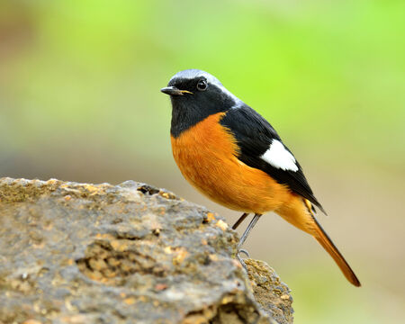 Male of Daurian redstart, a colorful bird standing on the rock with nice green backgroundの写真素材