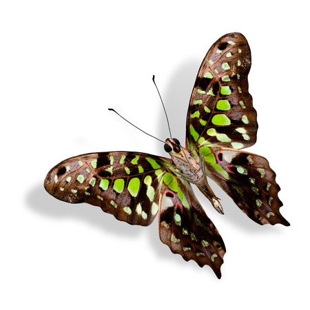 Beautiful Tailed Jay Butterfly (Graphium Agamemnon) lower wing profile in natural color isolated on white backgroundの写真素材