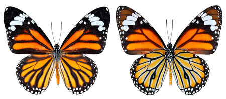 Beautiful Common Tiger Butterfly in both upper and lower wing profile in natural colorの写真素材
